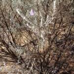 Silky Eremophila (Eremophila nivea), Alice Springs NT