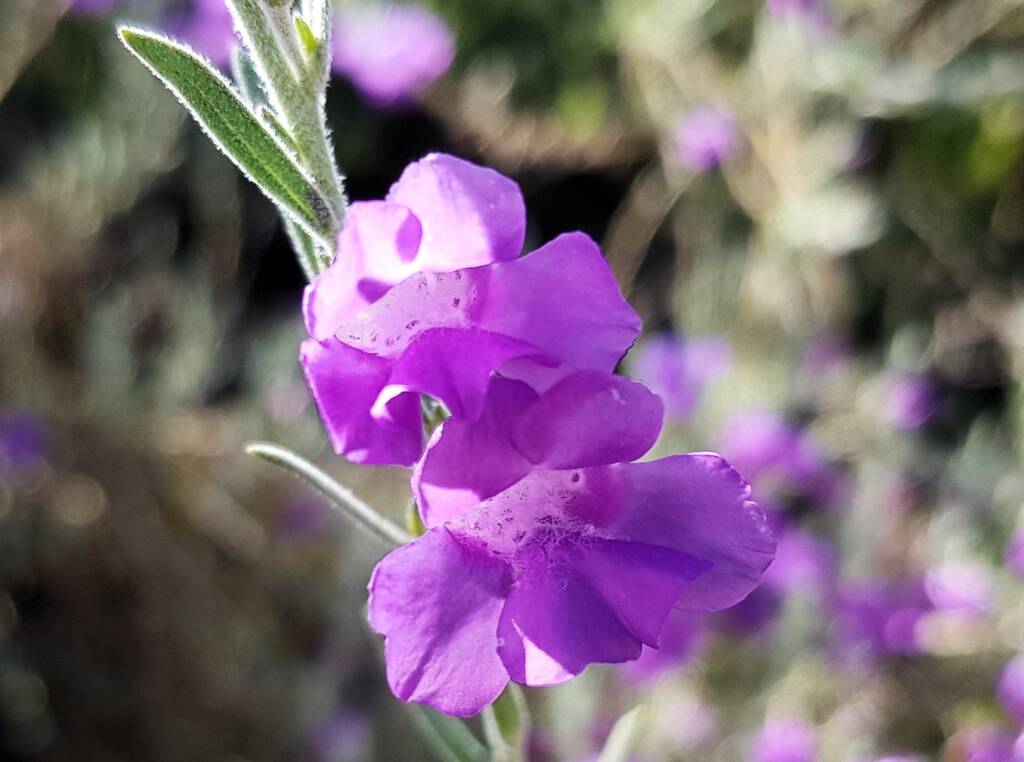 Silky Eremophila (Eremophila nivea), Alice Springs NT