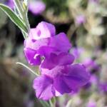 Silky Eremophila (Eremophila nivea), Alice Springs NT