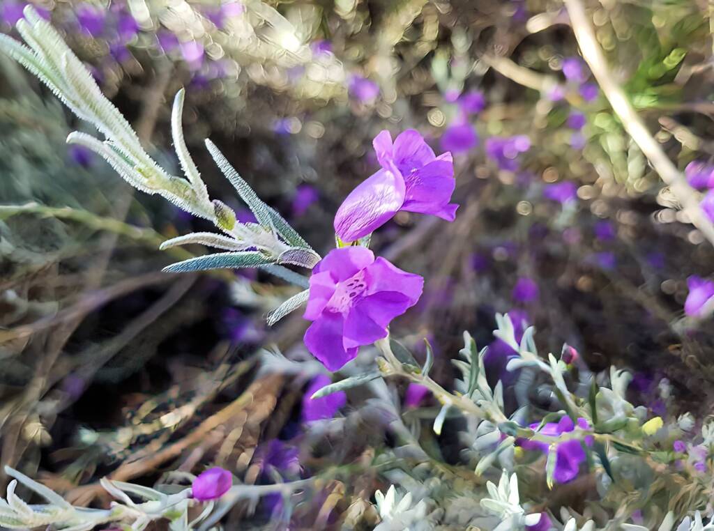 Silky Eremophila (Eremophila nivea), Alice Springs NT