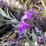 Silky Eremophila (Eremophila nivea), Alice Springs NT
