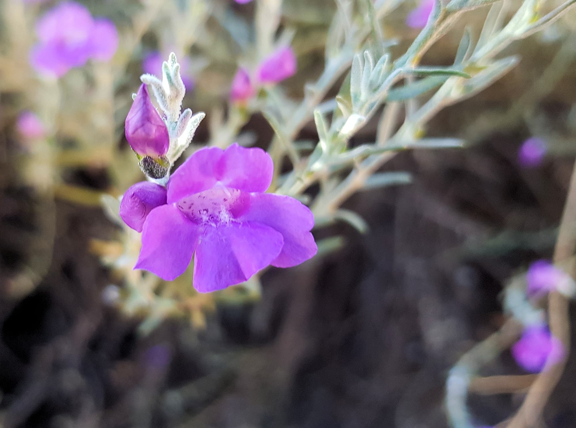 Silky Eremophila (Eremophila nivea), Alice Springs NT