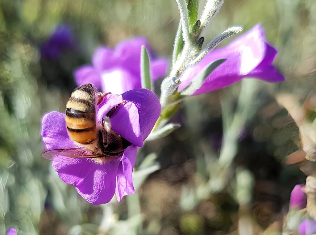 Silky Eremophila (Eremophila nivea), Alice Springs NT