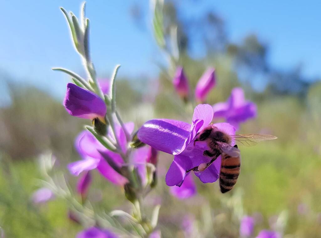 Silky Eremophila (Eremophila nivea), Alice Springs NT