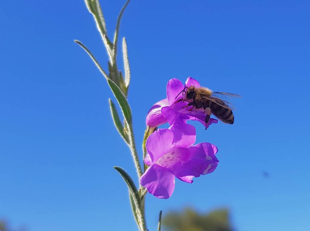 Silky Eremophila (Eremophila nivea), Alice Springs NT
