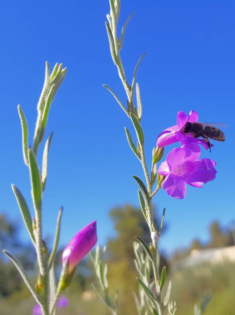 Silky Eremophila (Eremophila nivea), Alice Springs NT