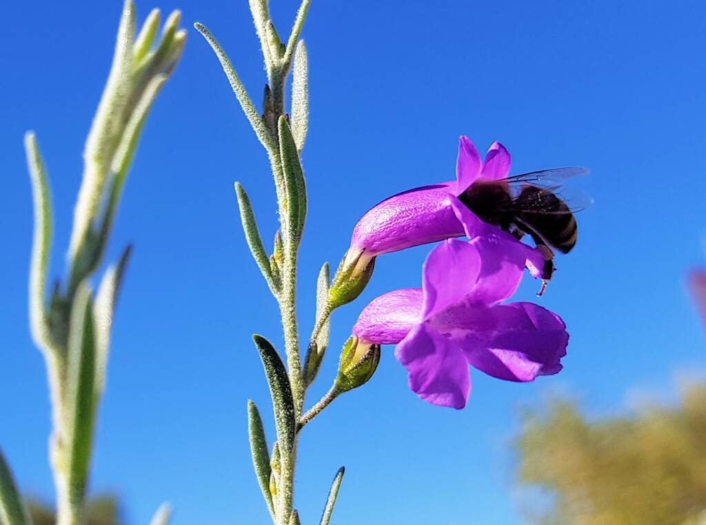 Silky Eremophila (Eremophila nivea), Alice Springs NT