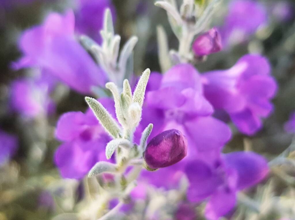 Silky Eremophila (Eremophila nivea), Alice Springs NT