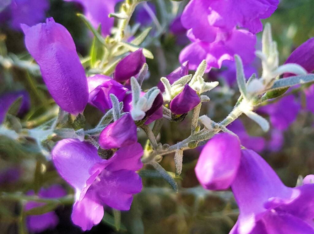 Silky Eremophila (Eremophila nivea), Alice Springs NT