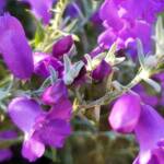 Silky Eremophila (Eremophila nivea), Alice Springs NT