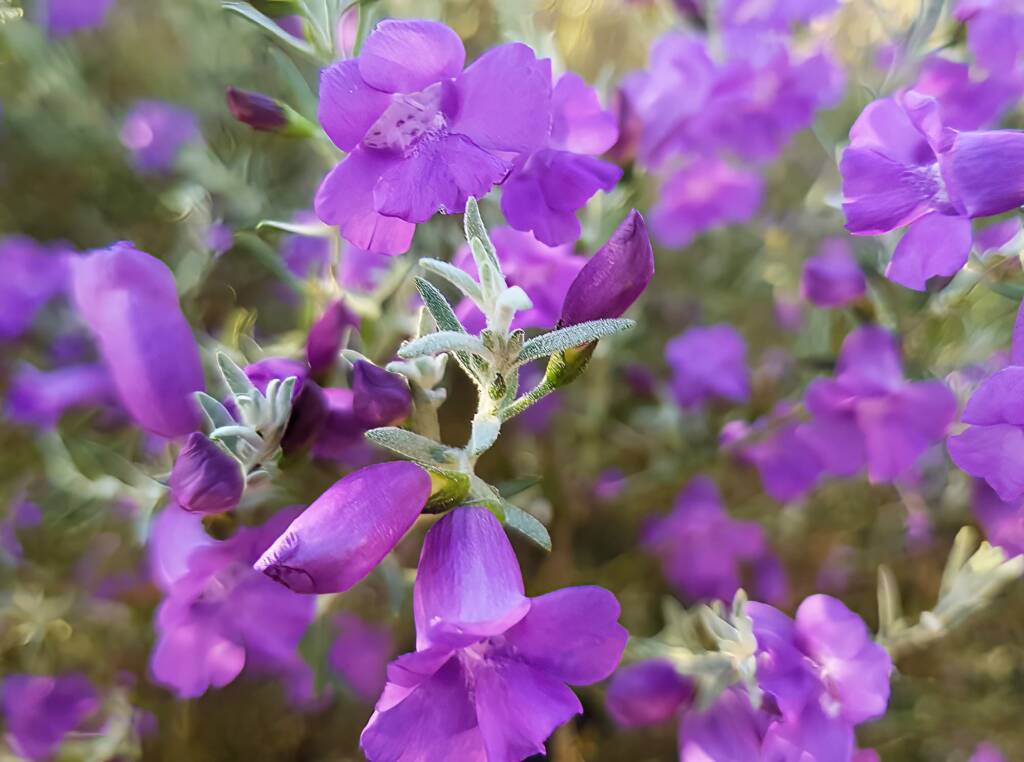 Silky Eremophila (Eremophila nivea), Alice Springs NT