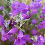 Silky Eremophila (Eremophila nivea), Alice Springs NT