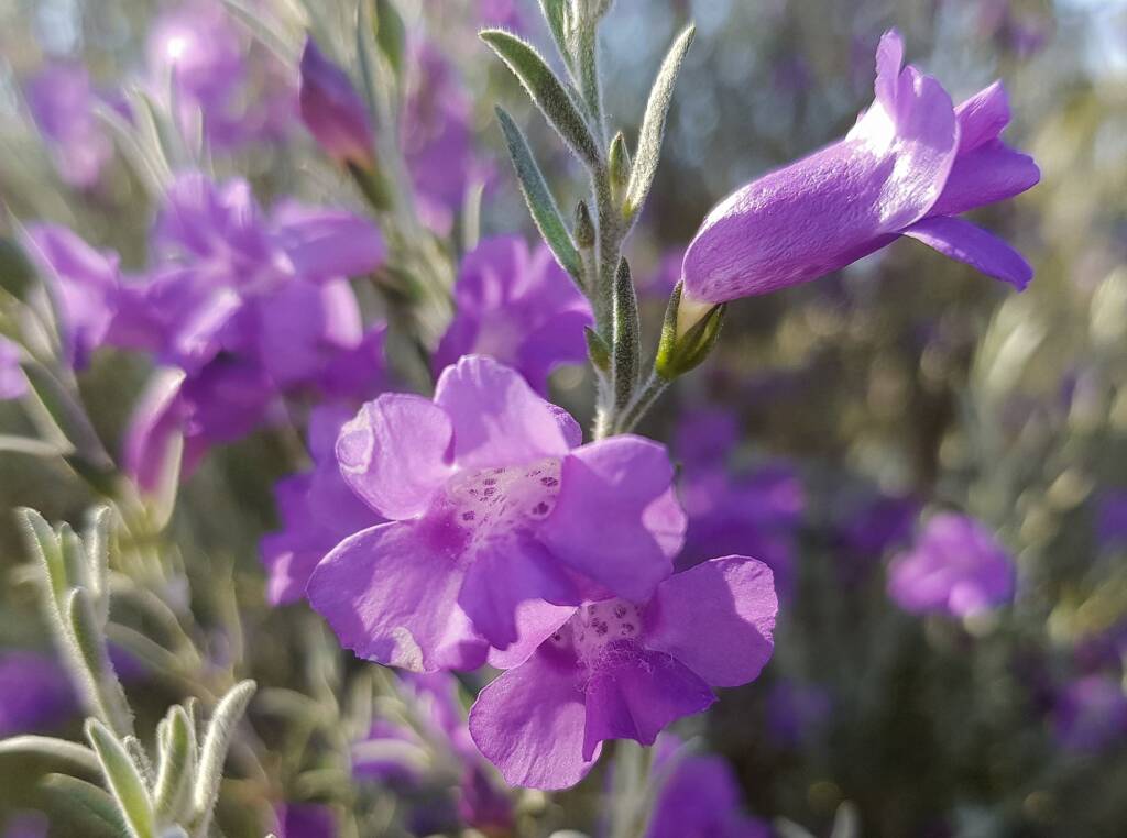 Silky Eremophila (Eremophila nivea), Alice Springs NT
