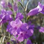 Silky Eremophila (Eremophila nivea), Alice Springs NT