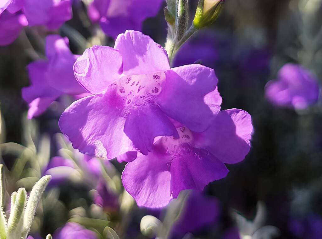 Silky Eremophila (Eremophila nivea), Alice Springs NT
