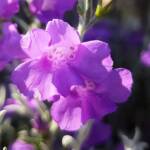 Silky Eremophila (Eremophila nivea), Alice Springs NT