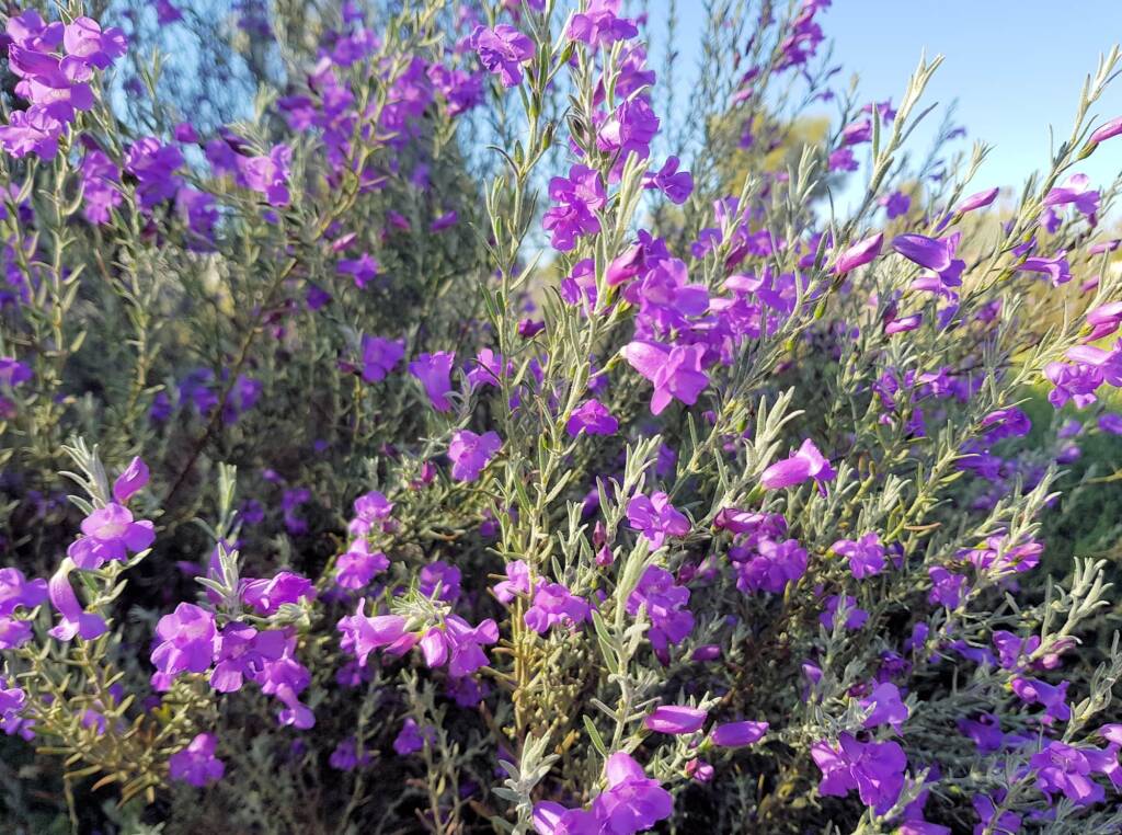 Silky Eremophila (Eremophila nivea), Alice Springs NT