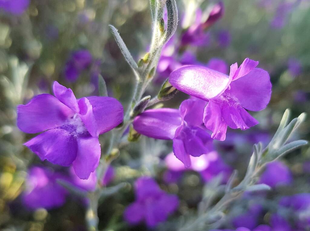 Silky Eremophila (Eremophila nivea), Alice Springs NT