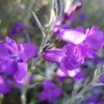 Silky Eremophila (Eremophila nivea), Alice Springs NT