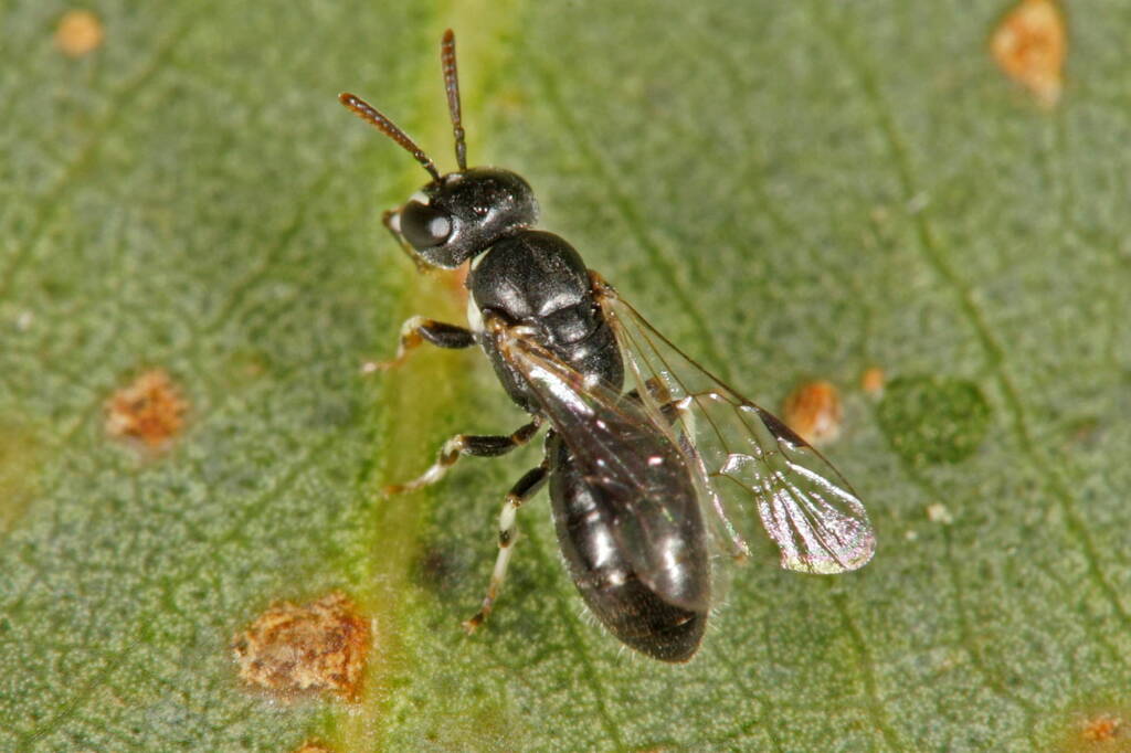 Hylaeus (Prosopisteron) perhumilis, Ballandean QLD © Marc Newman