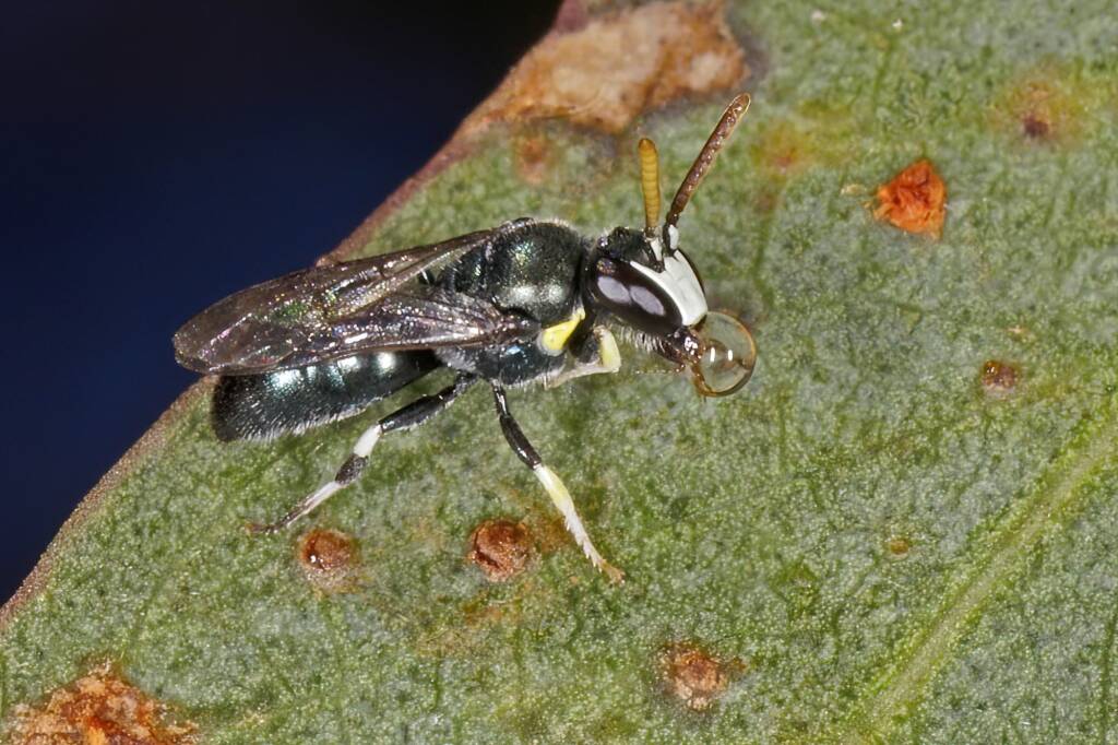 Hylaeus (Prosopisteron) perhumilis, Ballandean QLD © Marc Newman