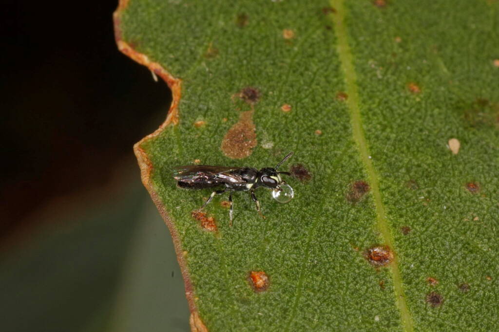 Hylaeus (Prosopisteron) perhumilis, Ballandean QLD © Marc Newman