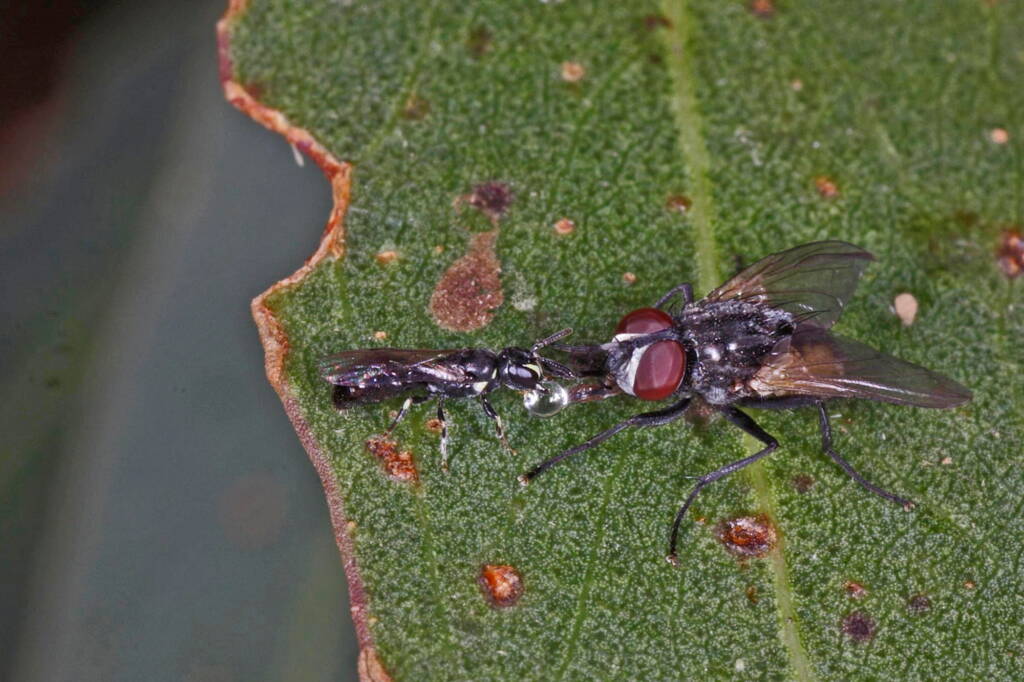Hylaeus (Prosopisteron) perhumilis and fly, Ballandean QLD © Marc Newman