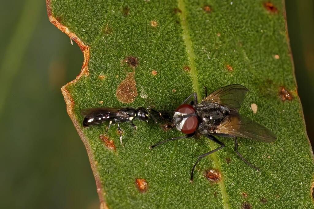 Hylaeus (Prosopisteron) perhumilis and fly, Ballandean QLD © Marc Newman