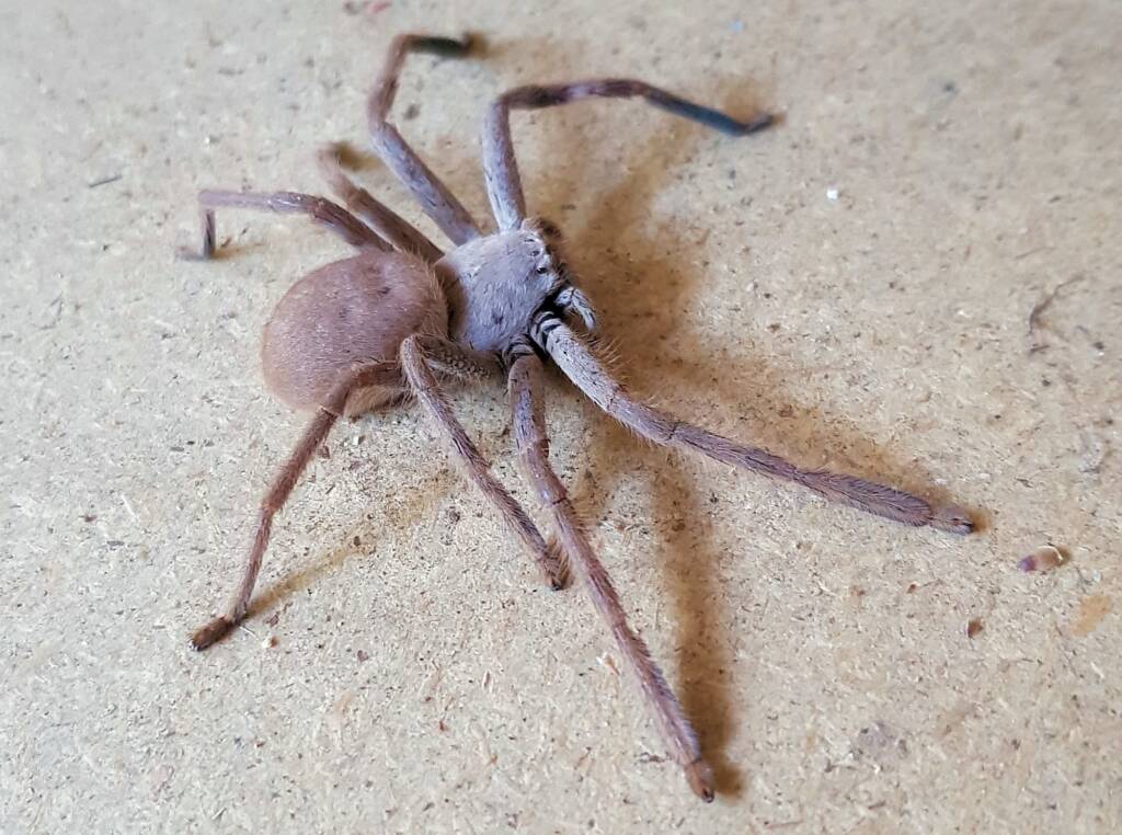 Desert Huntsman Spider (Isopedella inola), member of the Australian Huntsman Spider group, Alice Springs NT