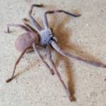 Desert Huntsman Spider (Isopedella inola), member of the Australian Huntsman Spider group, Alice Springs NT
