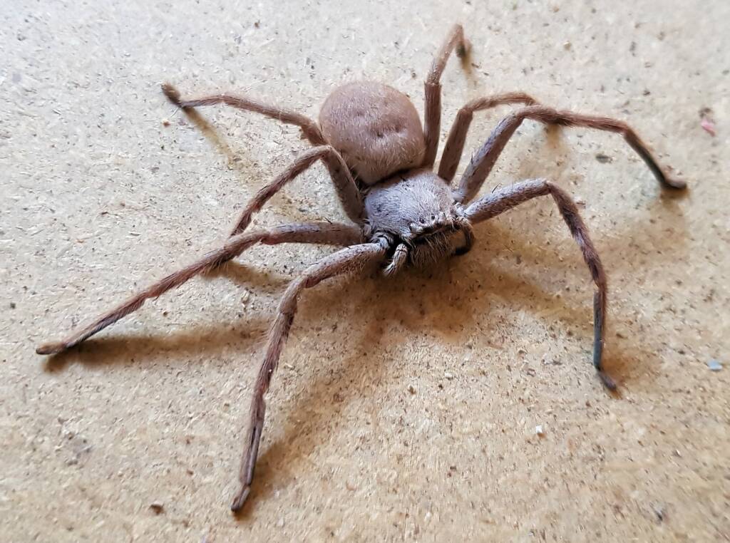 Desert Huntsman Spider (Isopedella inola), member of the Australian Huntsman Spider group, Alice Springs NT