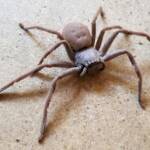Desert Huntsman Spider (Isopedella inola), member of the Australian Huntsman Spider group, Alice Springs NT