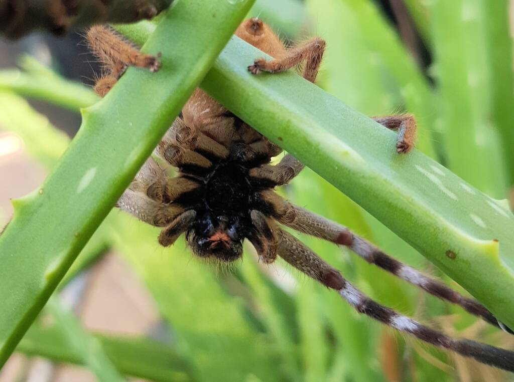 Desert Huntsman Spider (Isopedella inola), member of the Australian Huntsman Spider group, Alice Springs NT