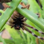 Desert Huntsman Spider (Isopedella inola), member of the Australian Huntsman Spider group, Alice Springs NT