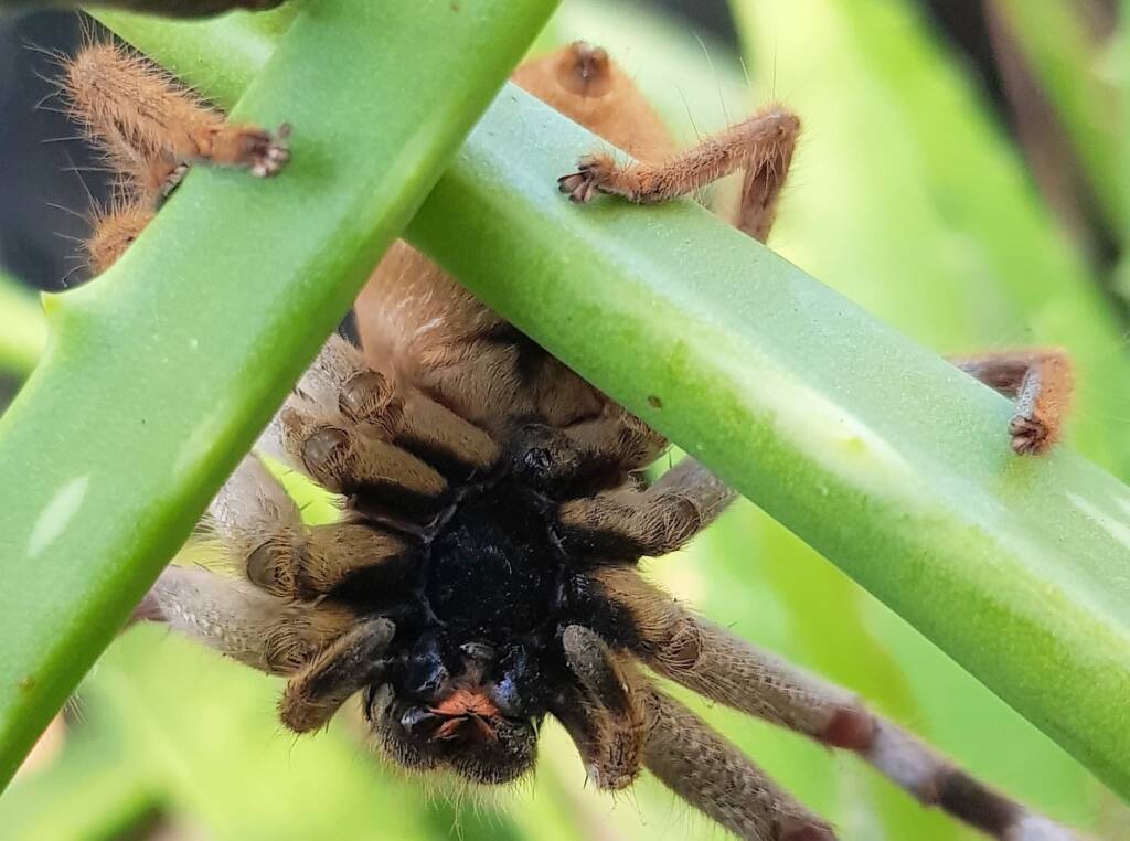 Desert Huntsman Spider (Isopedella inola), member of the Australian Huntsman Spider group, Alice Springs NT
