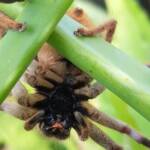 Desert Huntsman Spider (Isopedella inola), member of the Australian Huntsman Spider group, Alice Springs NT