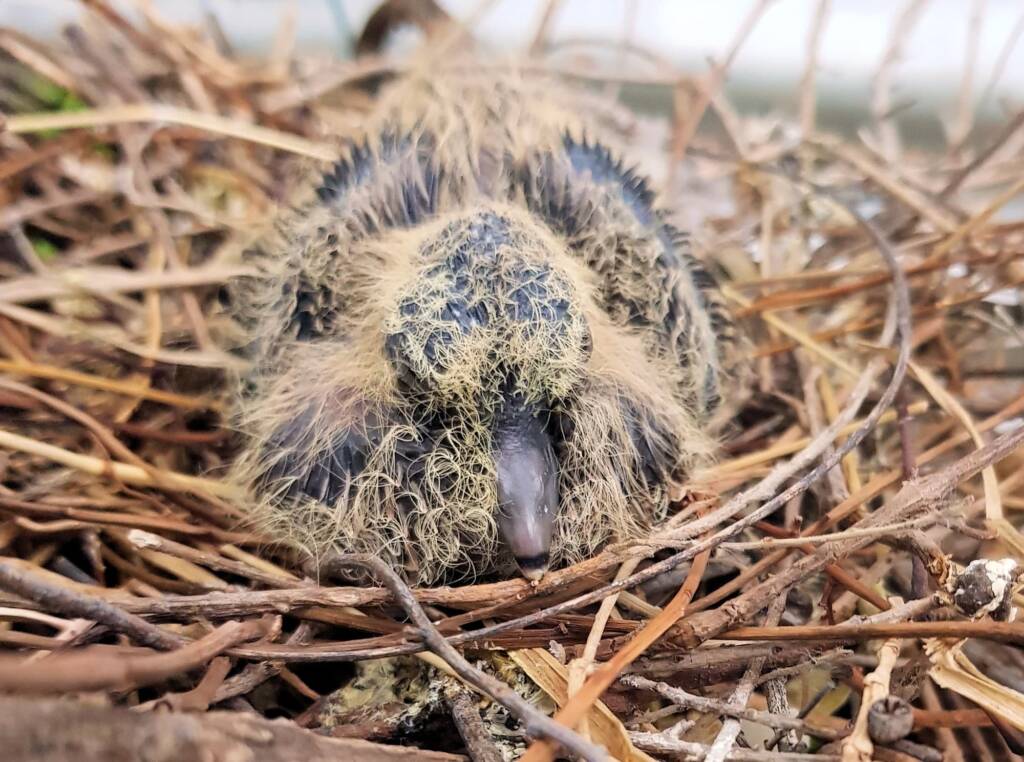 Juvenile Spotted Dove (Spilopelia chinensis), Alice Springs NT