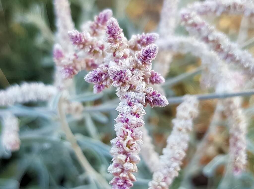 Kapok Bush (Aerva javanica), Alice Springs NT