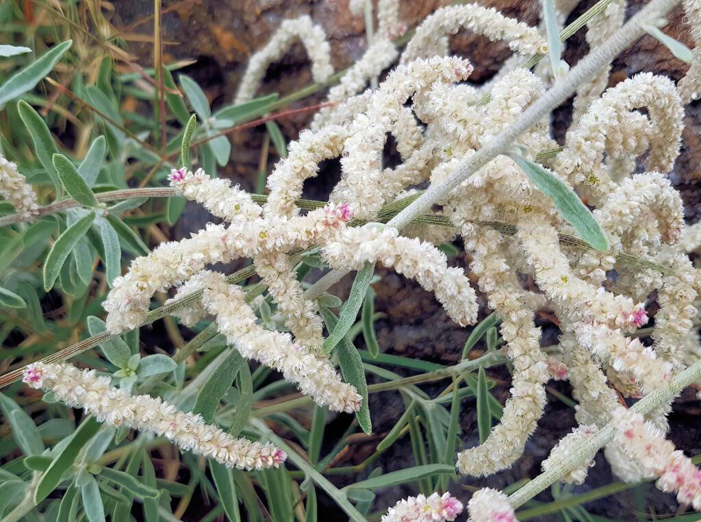 Kapok Bush (Aerva javanica), Alice Springs NT