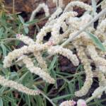 Kapok Bush (Aerva javanica), Alice Springs NT