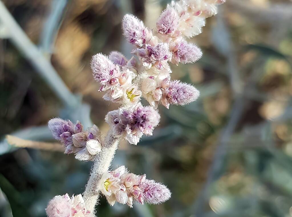 Kapok Bush (Aerva javanica), Alice Springs NT
