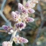 Kapok Bush (Aerva javanica), Alice Springs NT