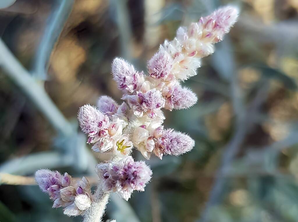 Kapok Bush (Aerva javanica), Alice Springs NT