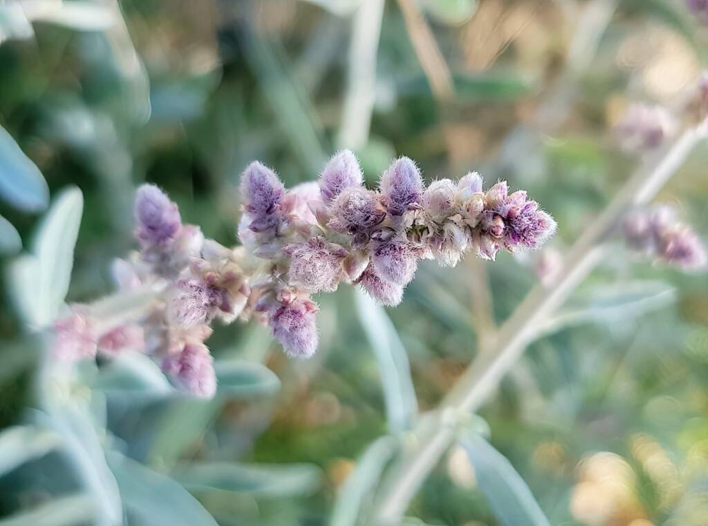 Kapok Bush (Aerva javanica), Alice Springs NT