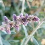 Kapok Bush (Aerva javanica), Alice Springs NT
