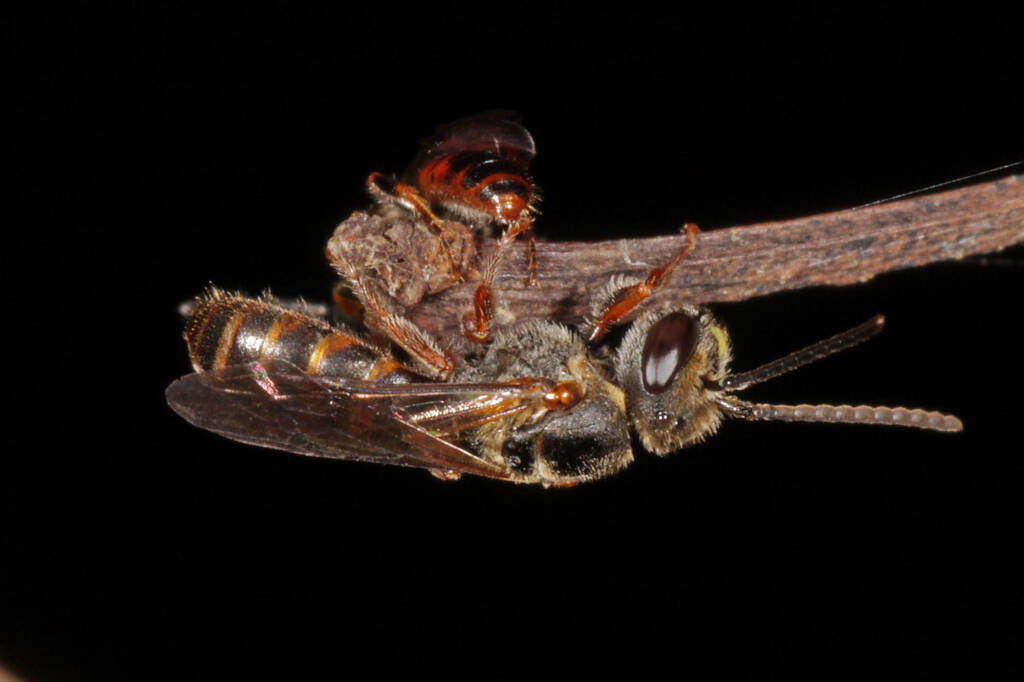 Lasioglossum (Chilalictus) bicingulatum, Ballandean QLD © Marc Newman
