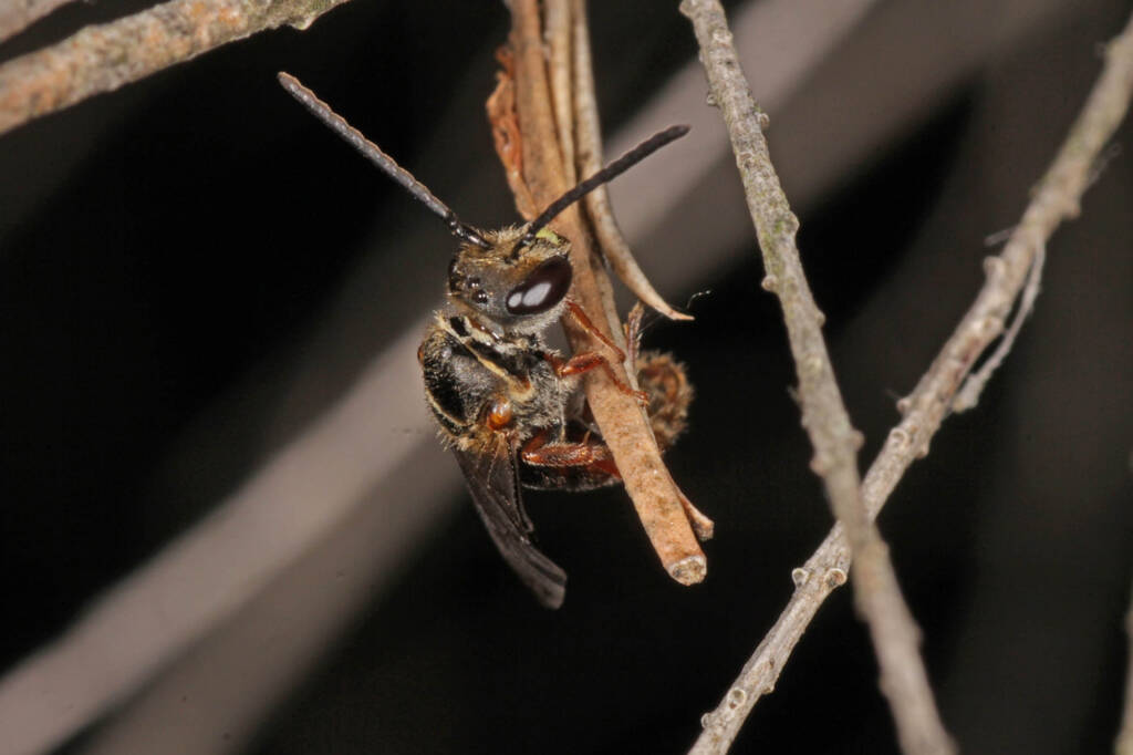 Lasioglossum (Chilalictus) bicingulatum, Ballandean QLD © Marc Newman