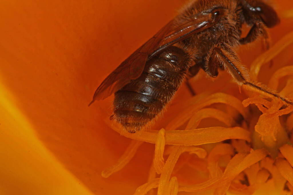 Lasioglossum (Chilalictus) lanarium on poppies, Severnlea QLD © Marc Newman