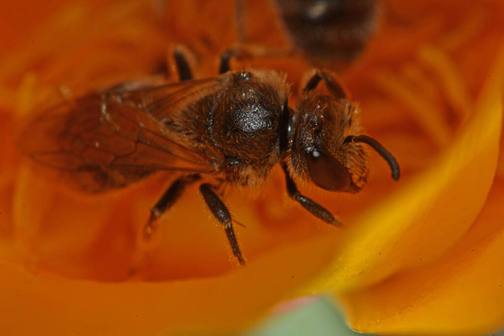 Lasioglossum (Chilalictus) lanarium on poppies, Severnlea QLD © Marc Newman