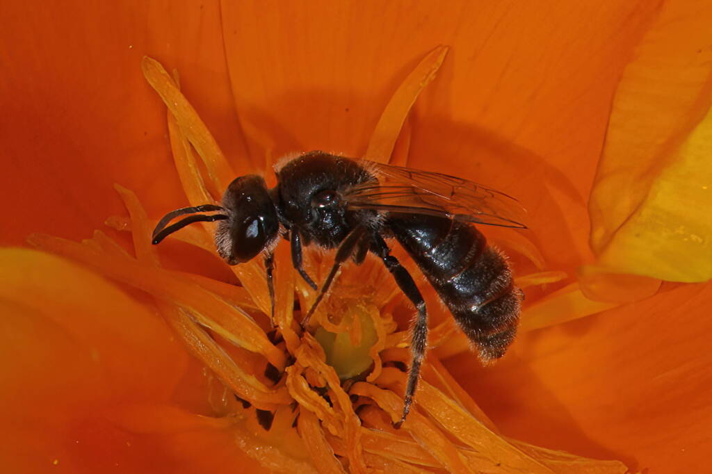 Lasioglossum (Chilalictus) lanarium on poppies, Severnlea QLD © Marc Newman